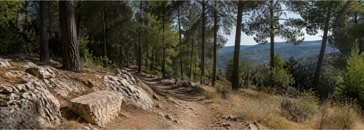 A shaded walking path in the Jerusalem landscape